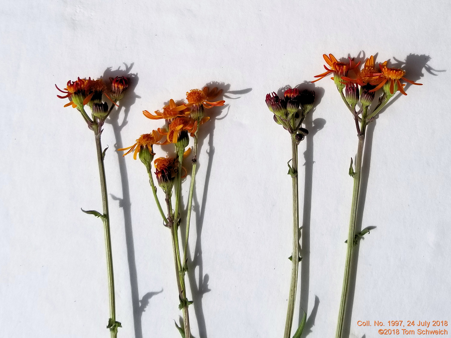 Asteraceae Packera crocata