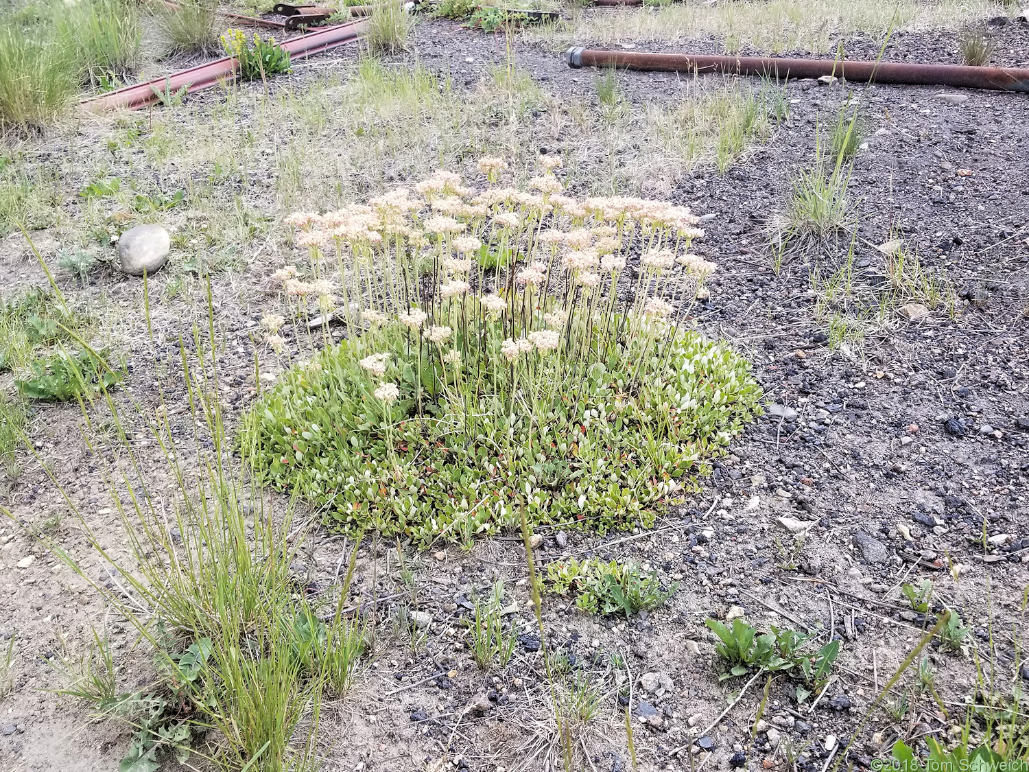 Polygonaceae Eriogonum jamesii