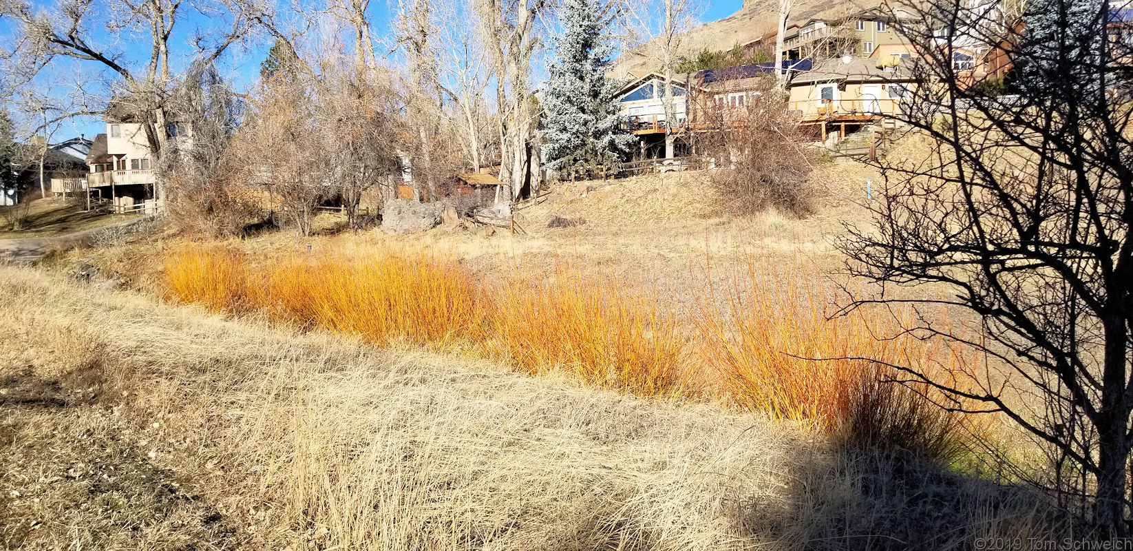 Salicaceae Salix