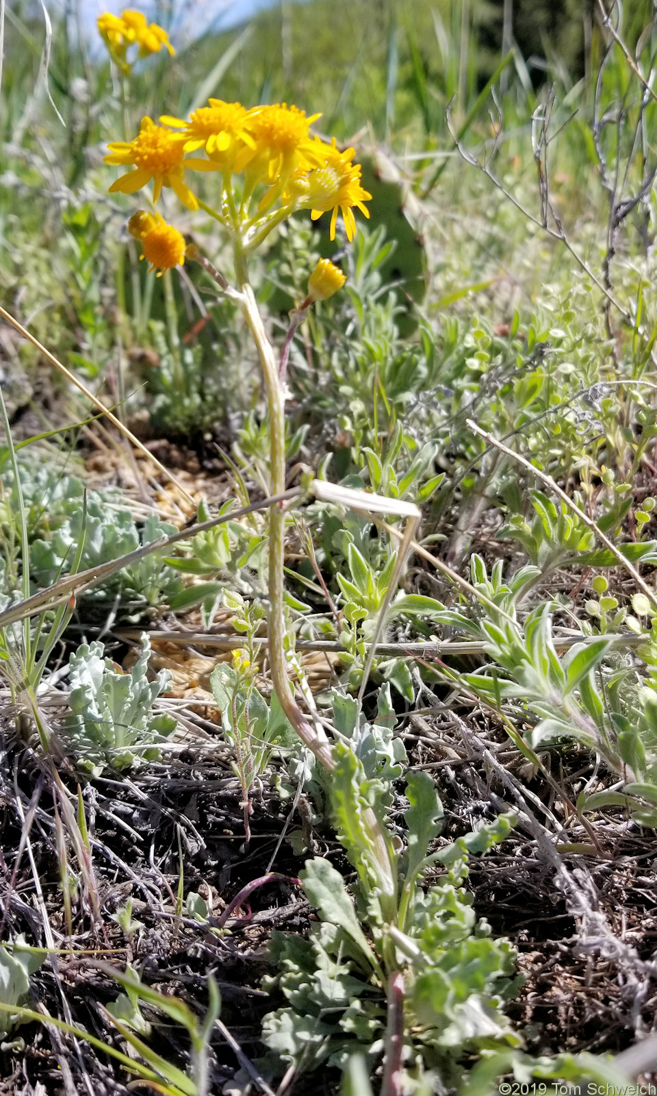 Asteraceae Packera fendleri