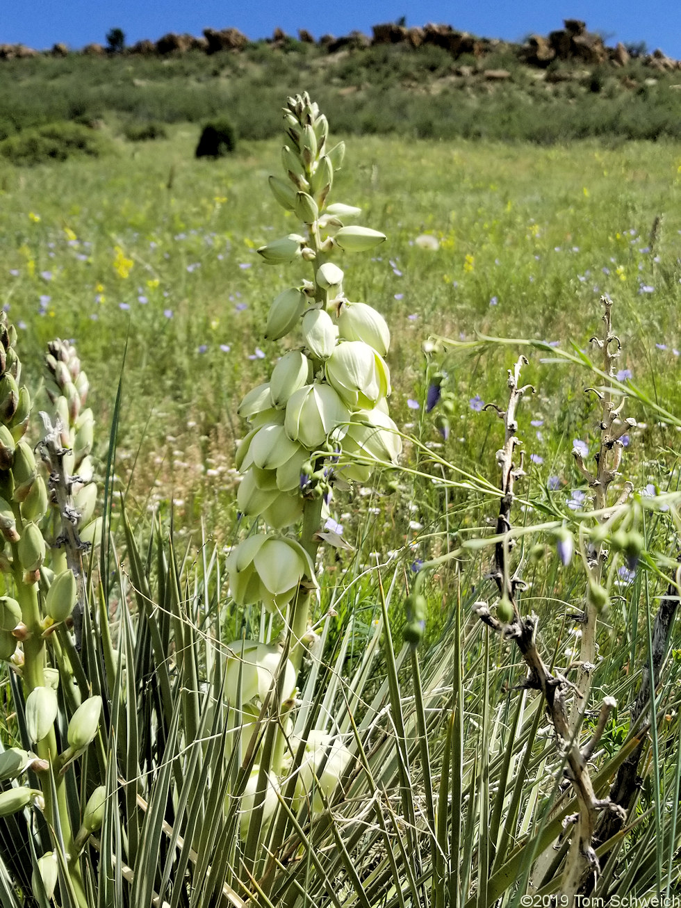 Agavaceae Yucca glauca