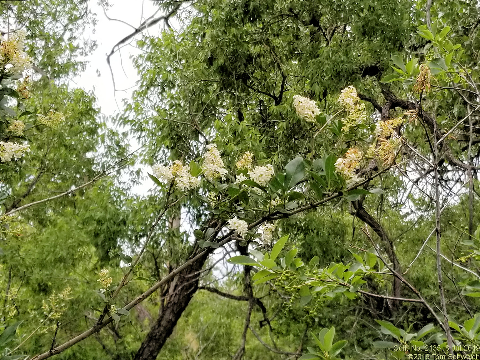 Oleaceae Ligustrum vulgare