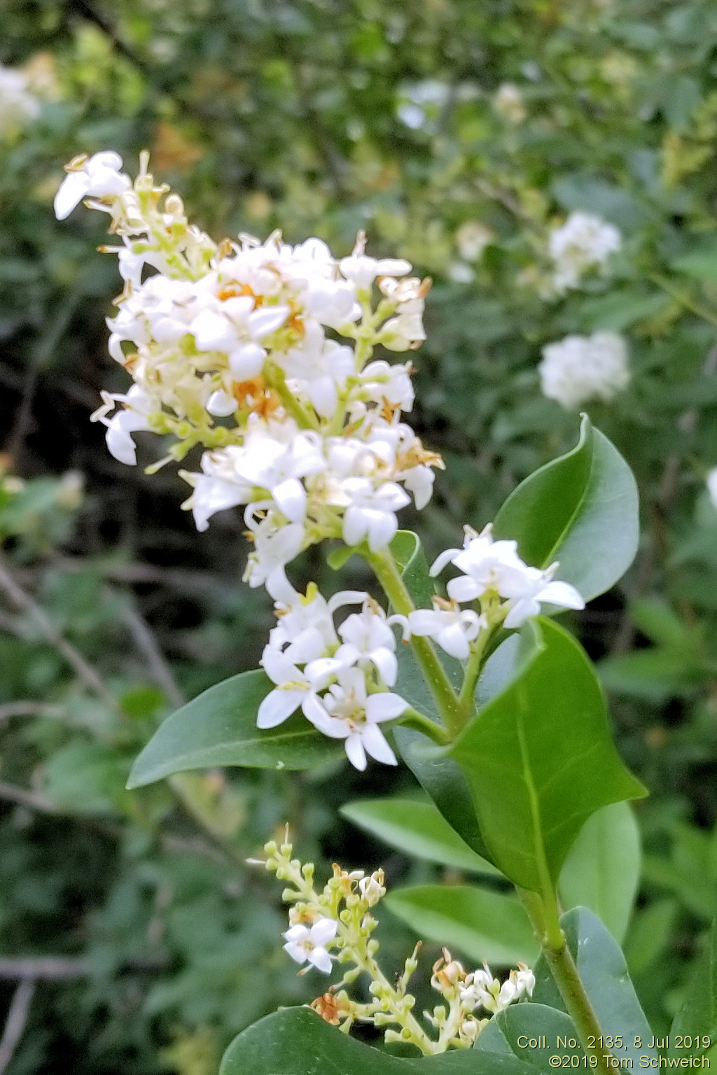 Oleaceae Ligustrum vulgare