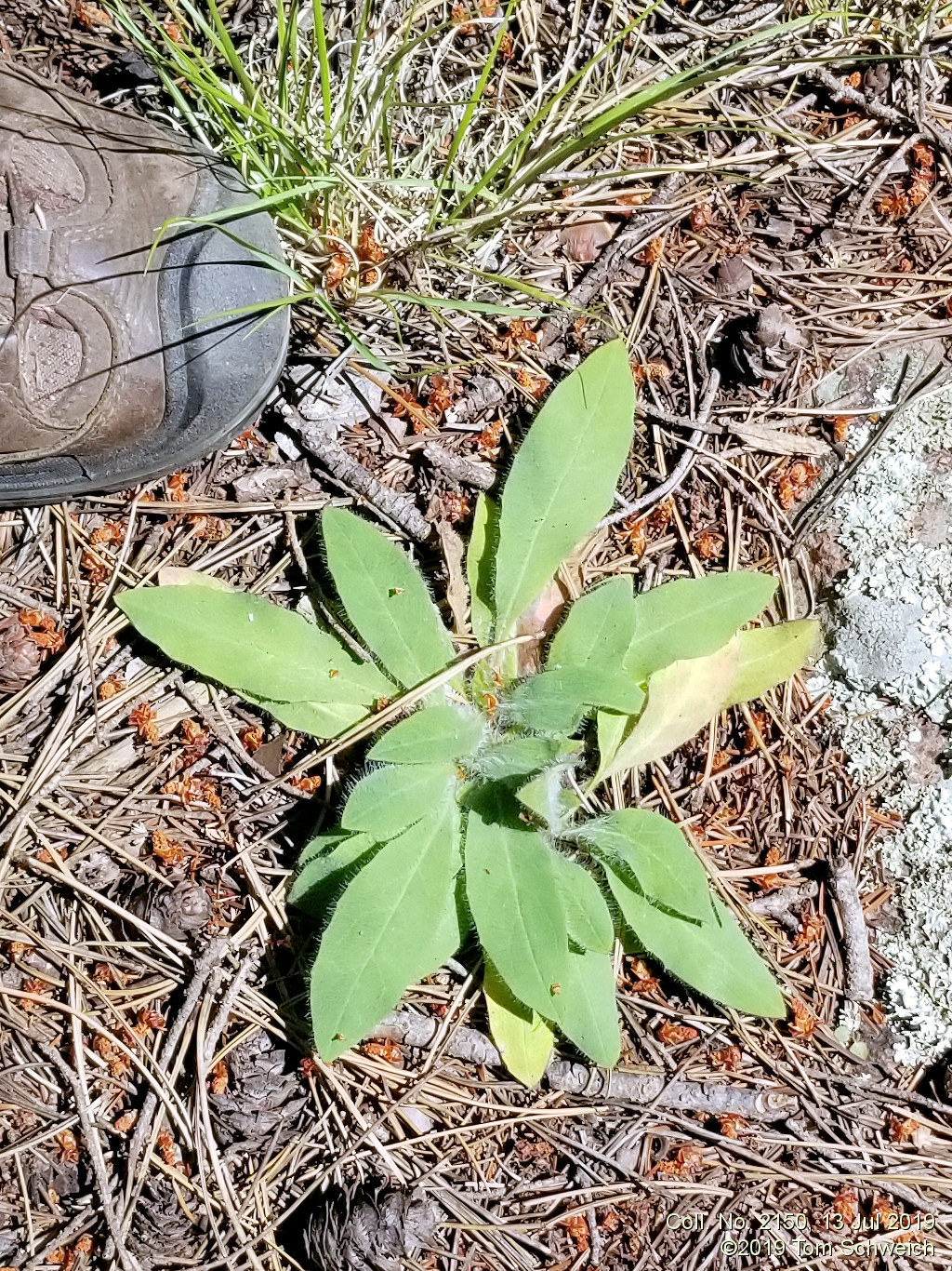 Asteraceae Hieracium albiflorum