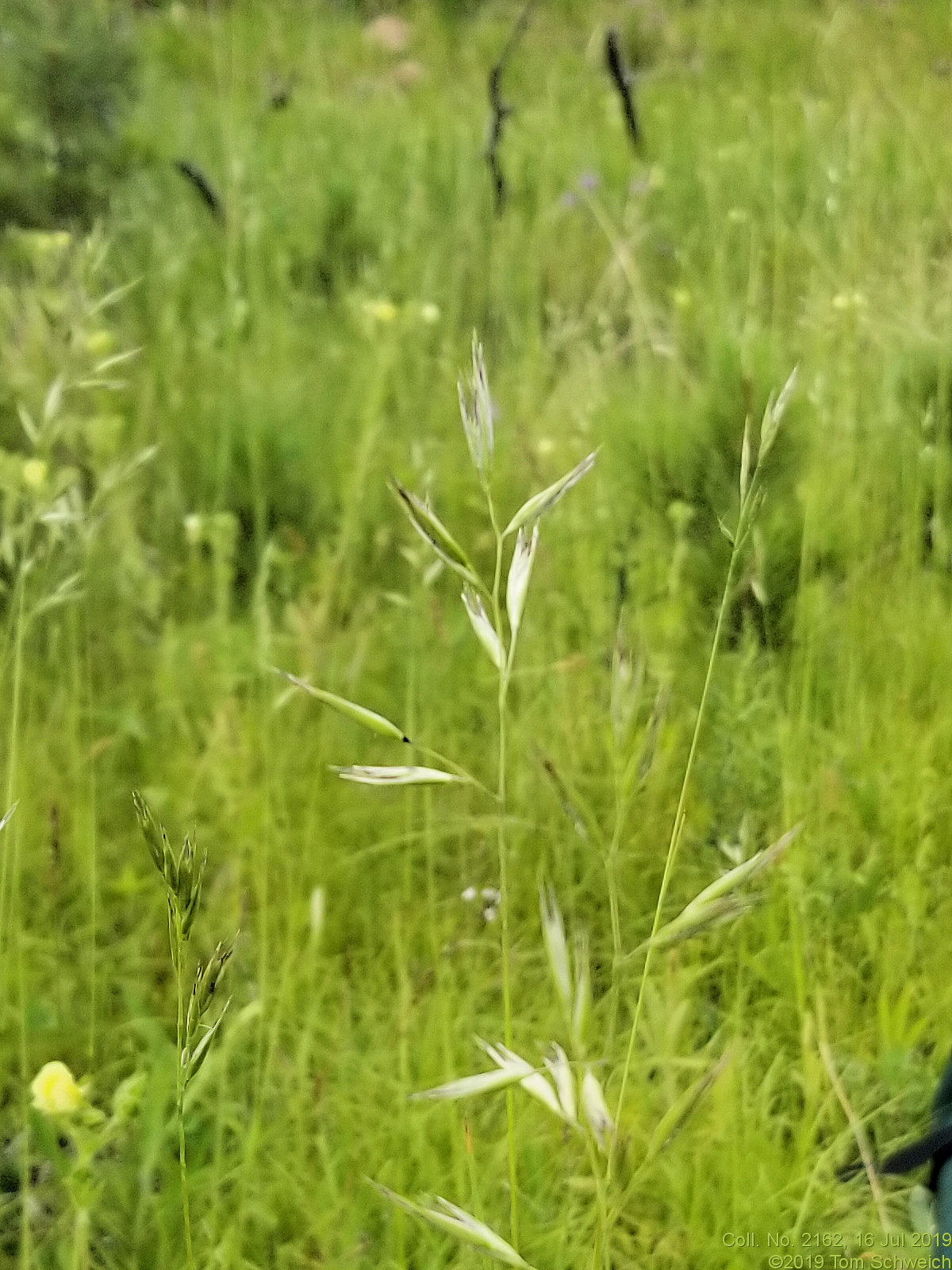 Poaceae Distichlis spicata