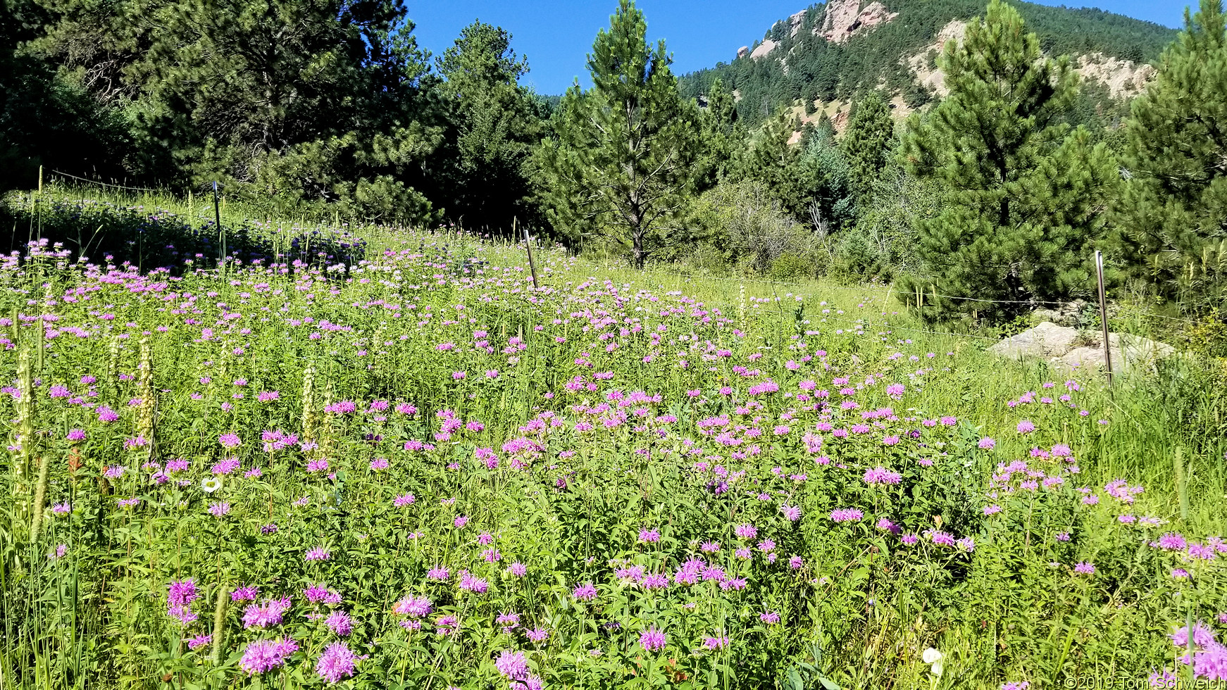 Lamiaceae Monarda fistulosa