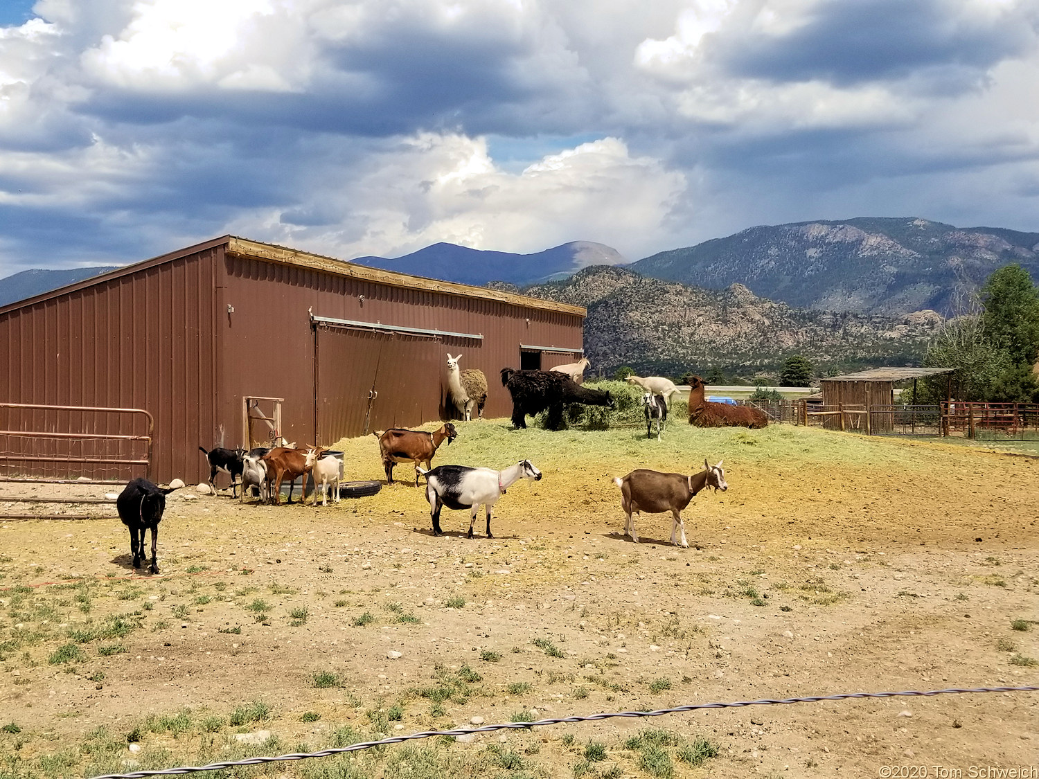 Colorado, Chaffee County, Jumpin' Good Goat Dairy