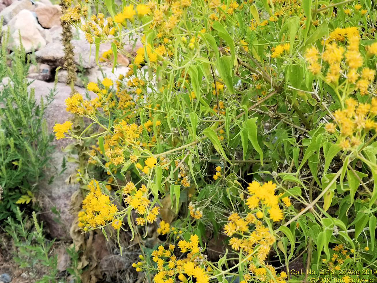 Asteraceae Pericome caudata