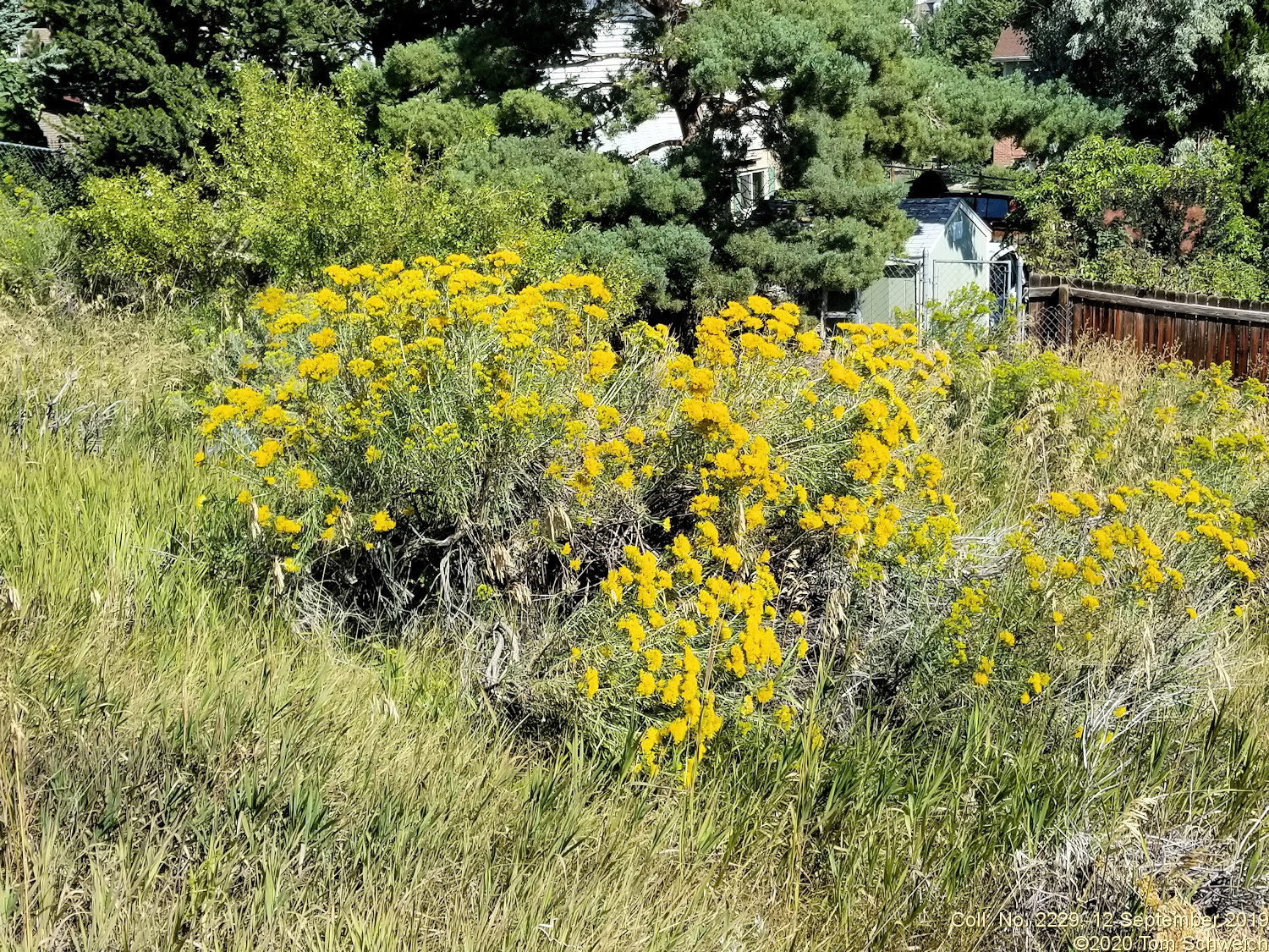 Asteraceae Ericameria nauseosa graveolens