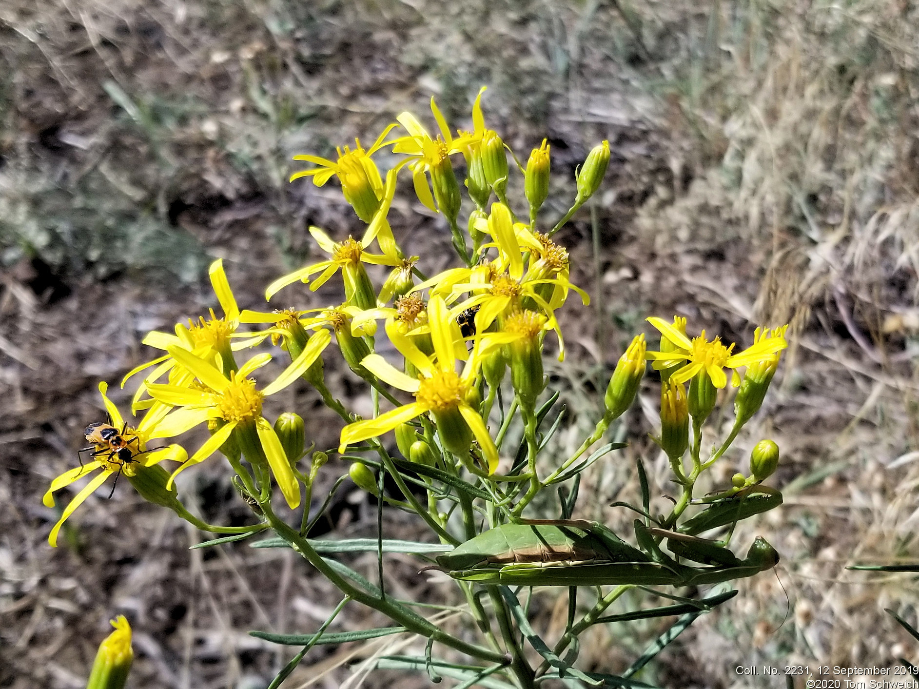 Asteraceae Senecio spartioides