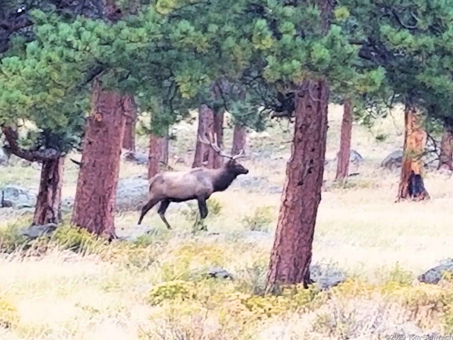 Colorado, Larimer County, Rocky Mountain National Park