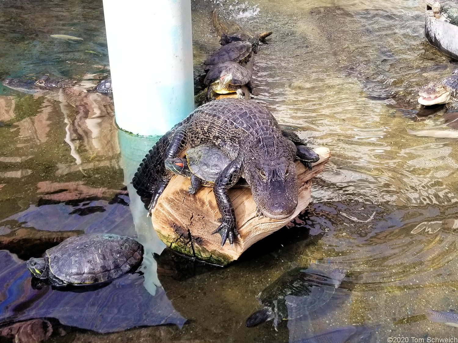 Colorado, Alamosa County, Colorado Gators Reptile Park