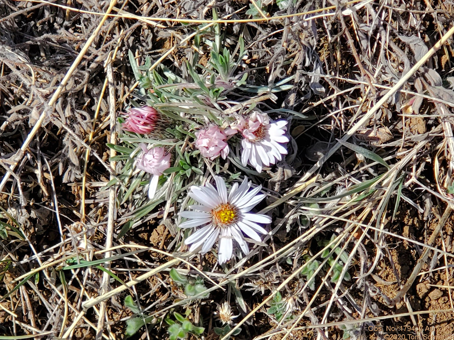 Asteraceae Townsendia hookeri