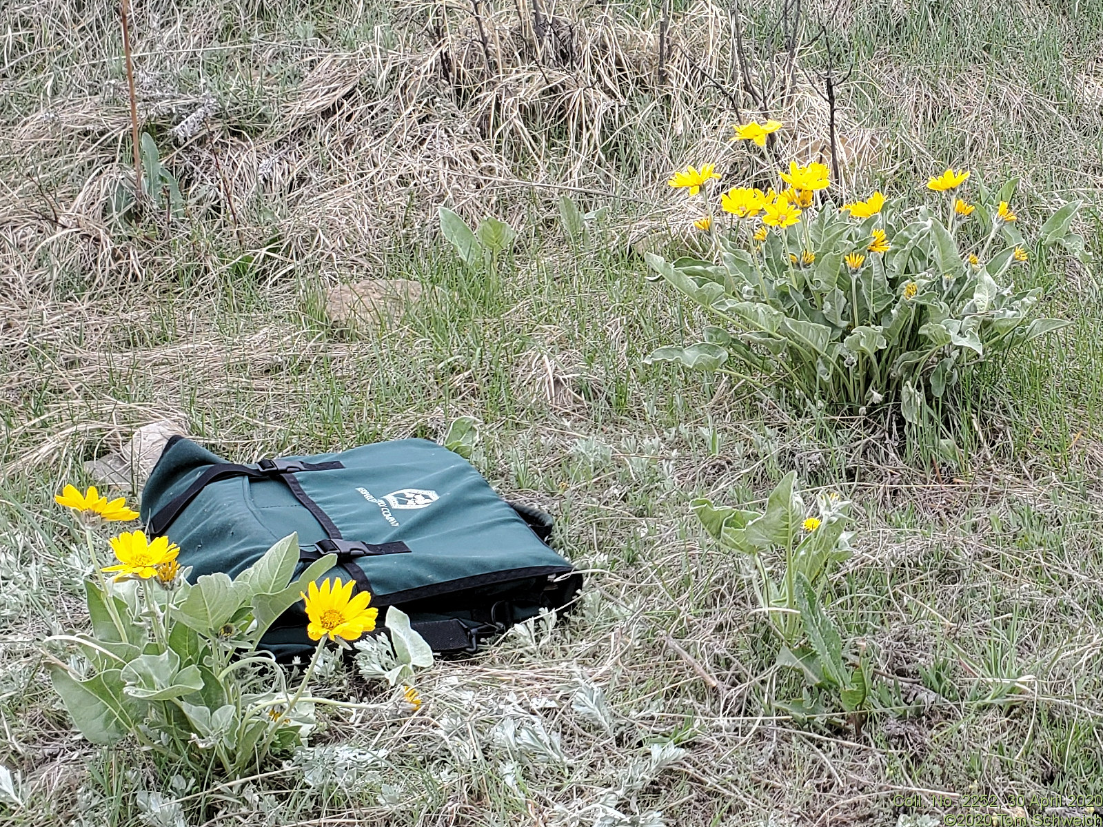 Asteraceae Balsamorhiza sagittata