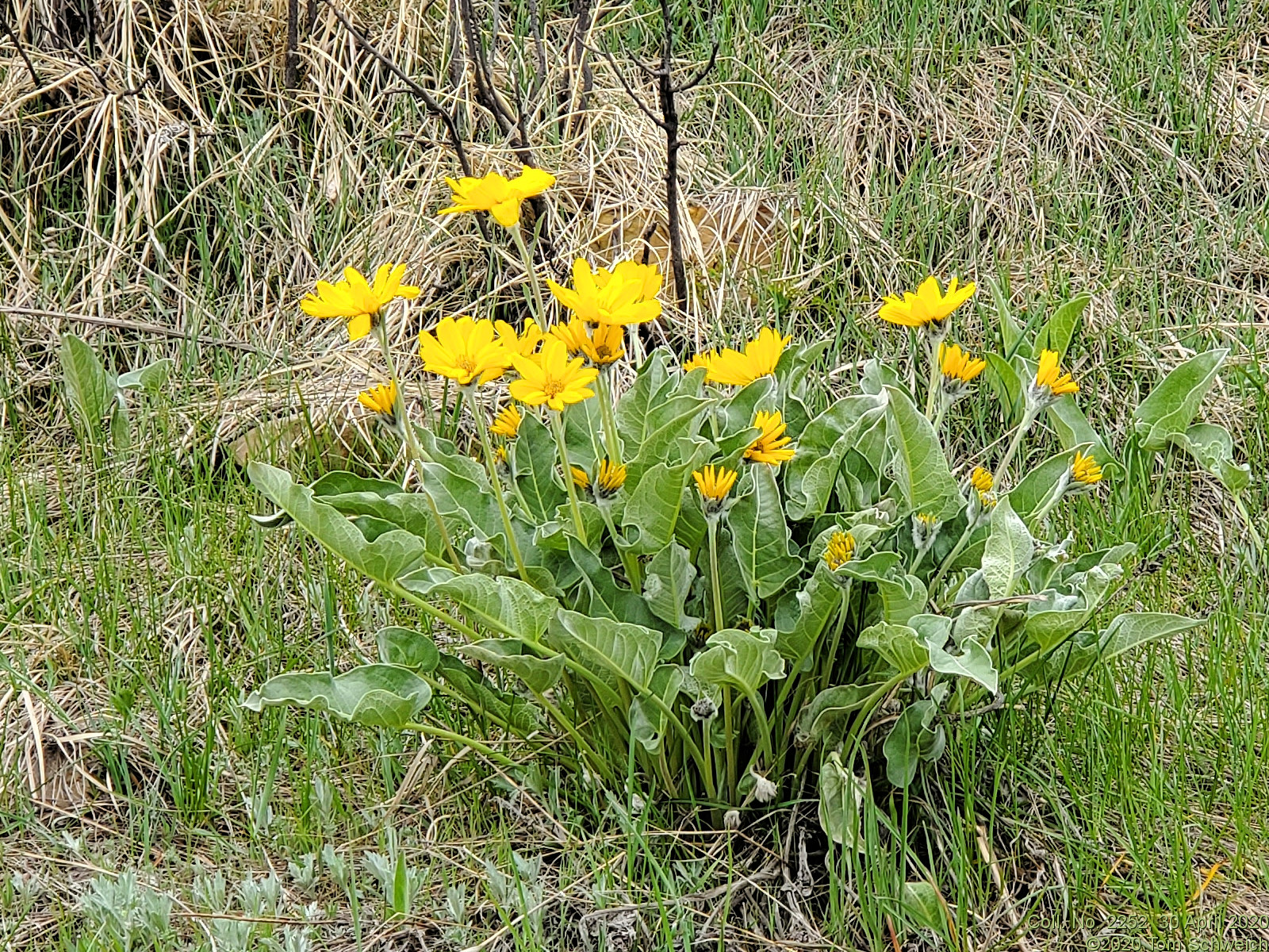 Asteraceae Balsamorhiza sagittata