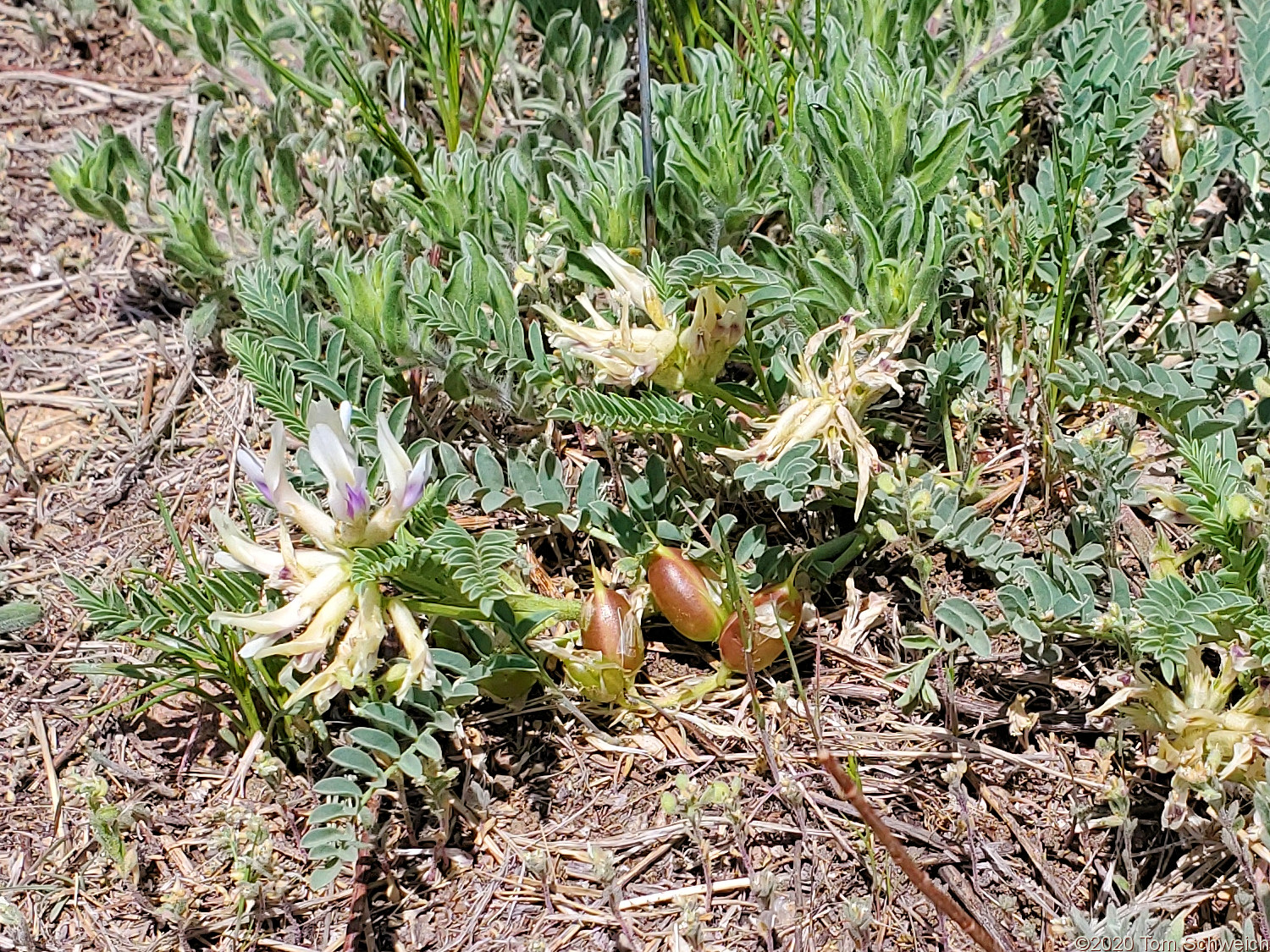 Fabaceae Astragalus crassicarpus