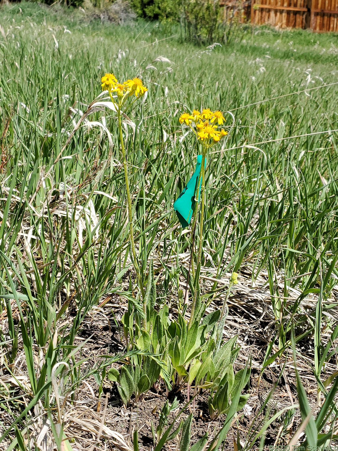 Asteraceae Senecio integerrimus