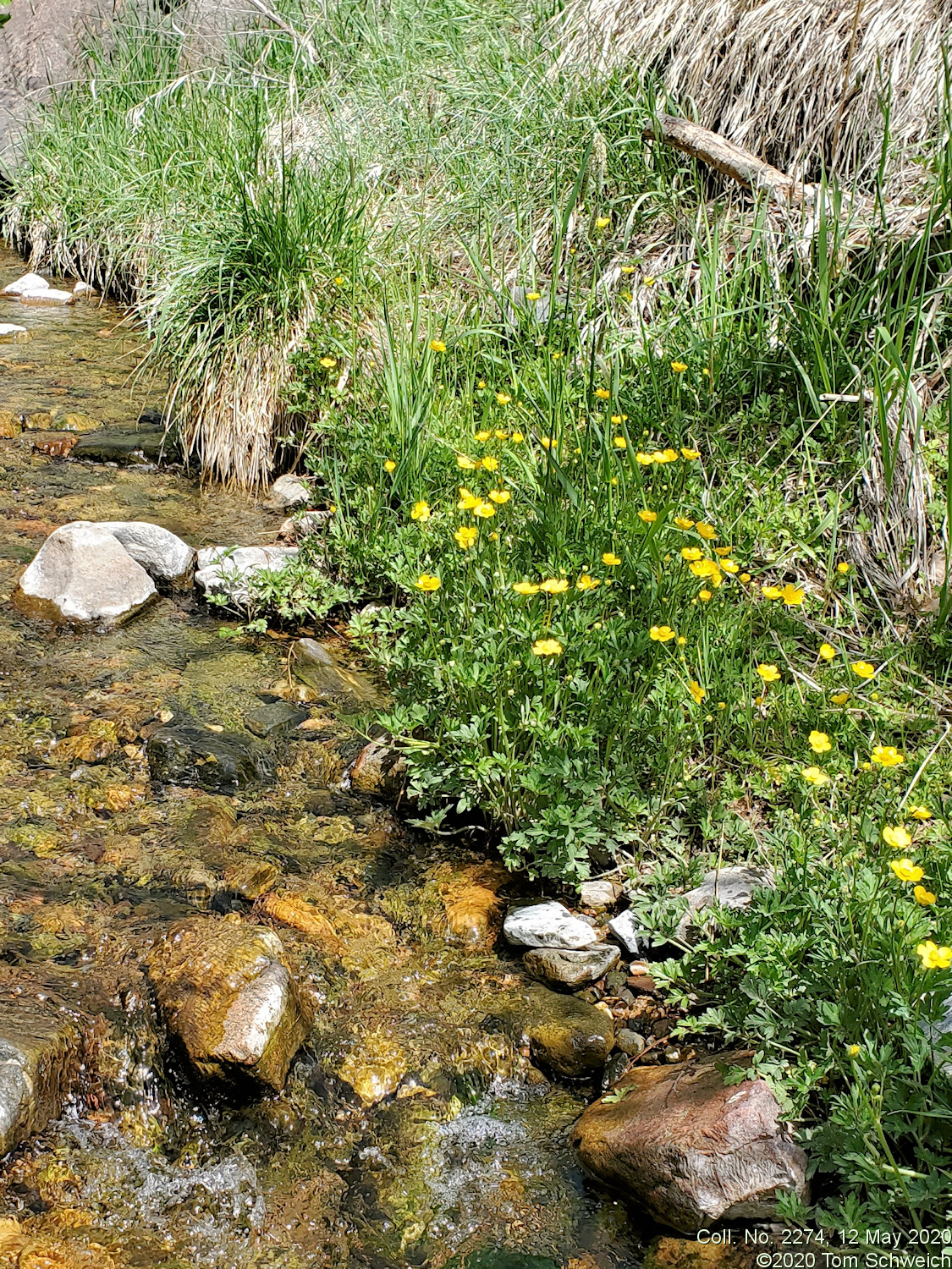 Ranunculaceae Ranunculus acris