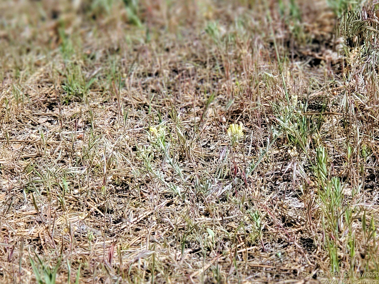 Brassicaceae Physaria montana