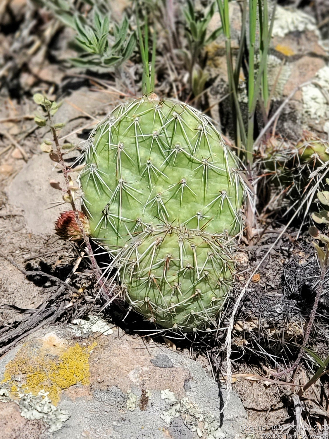 Cactaceae Opuntia macrorhiza