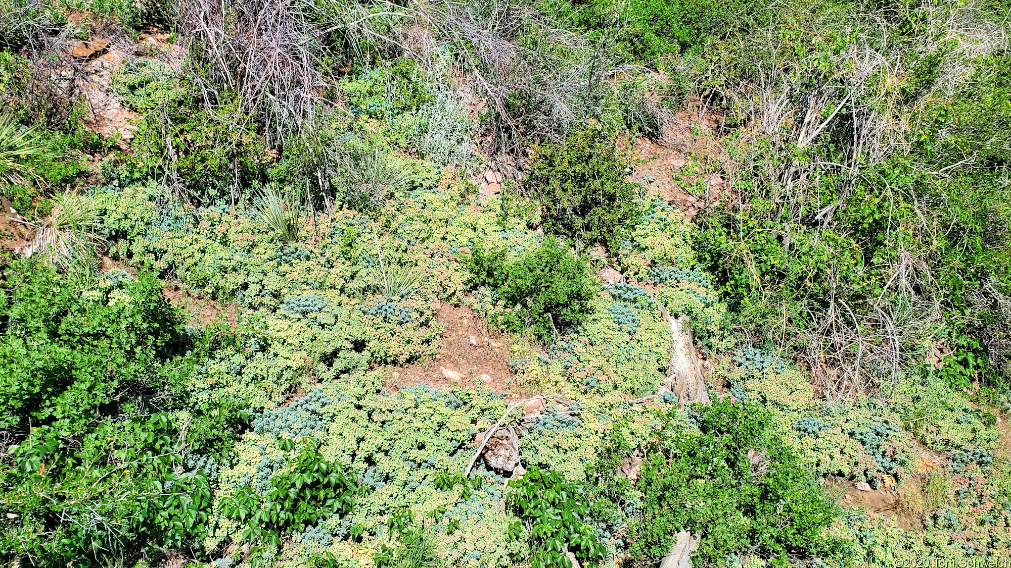 Euphorbiaceae Euphorbia myrsinites