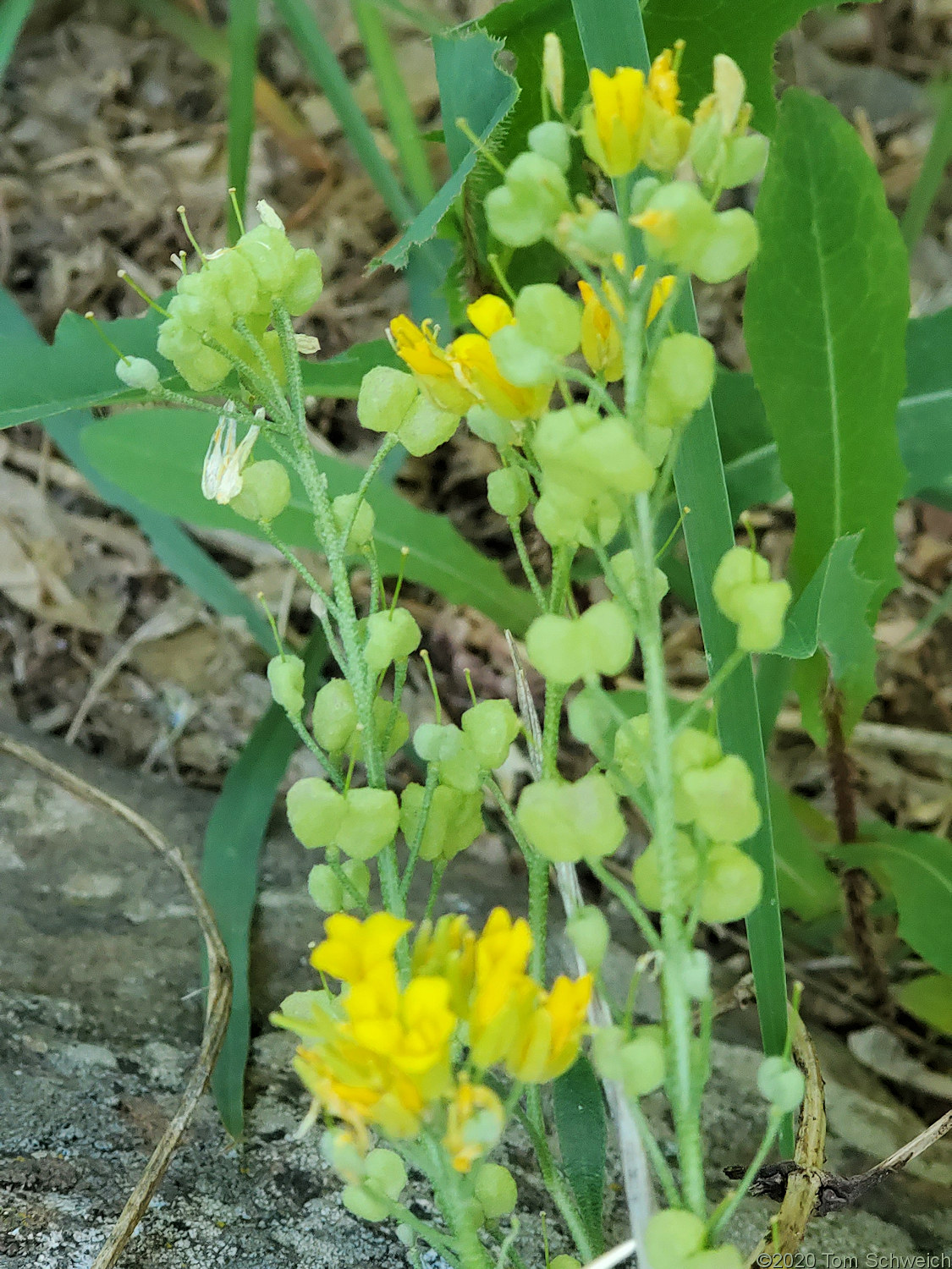 Brassicaceae Physaria vitulifera