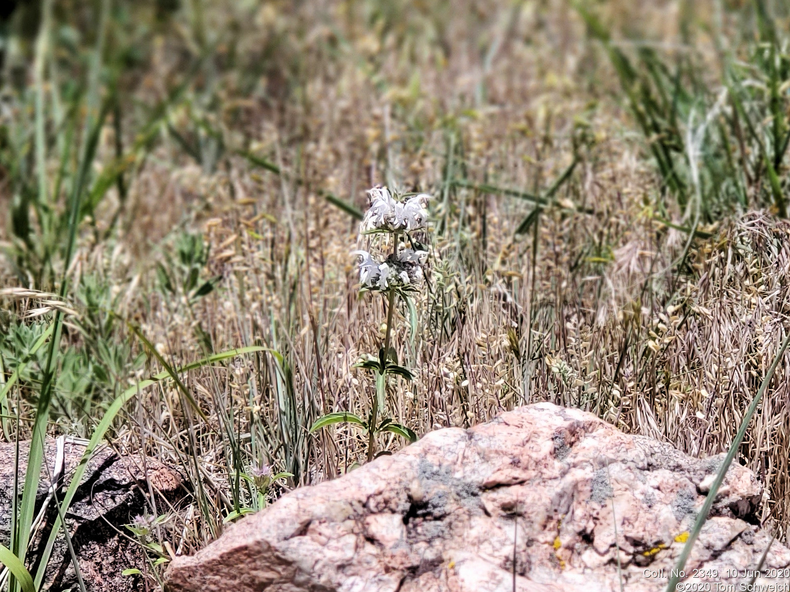 Lamiaceae Monarda pectinata