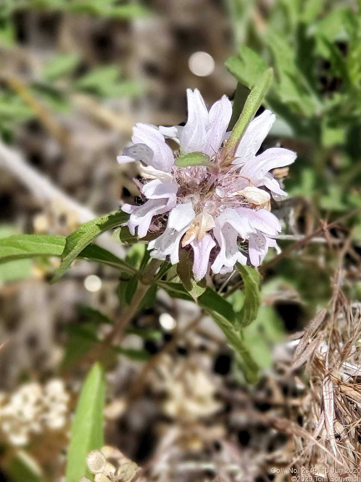 Lamiaceae Monarda pectinata