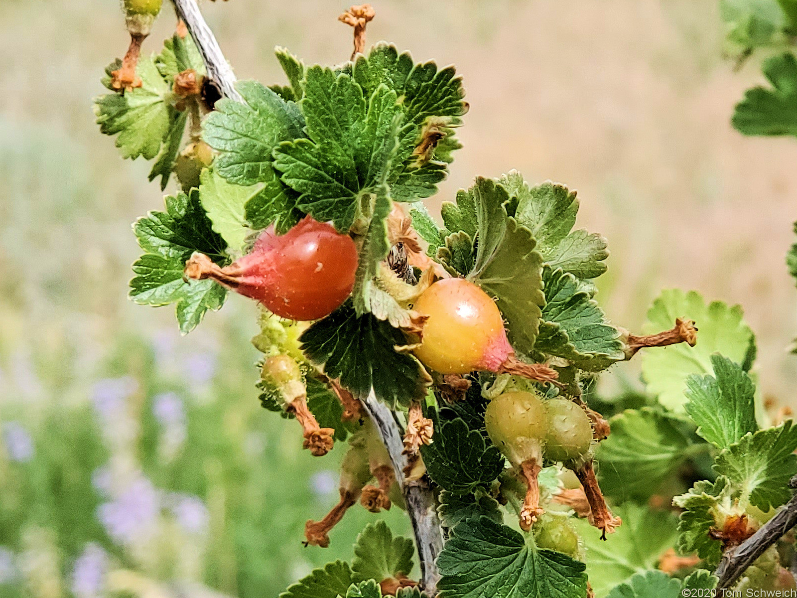 Grossulariaceae Ribes cereum