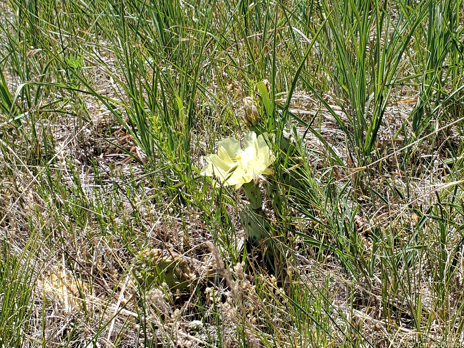 Cactaceae Opuntia macrorhiza