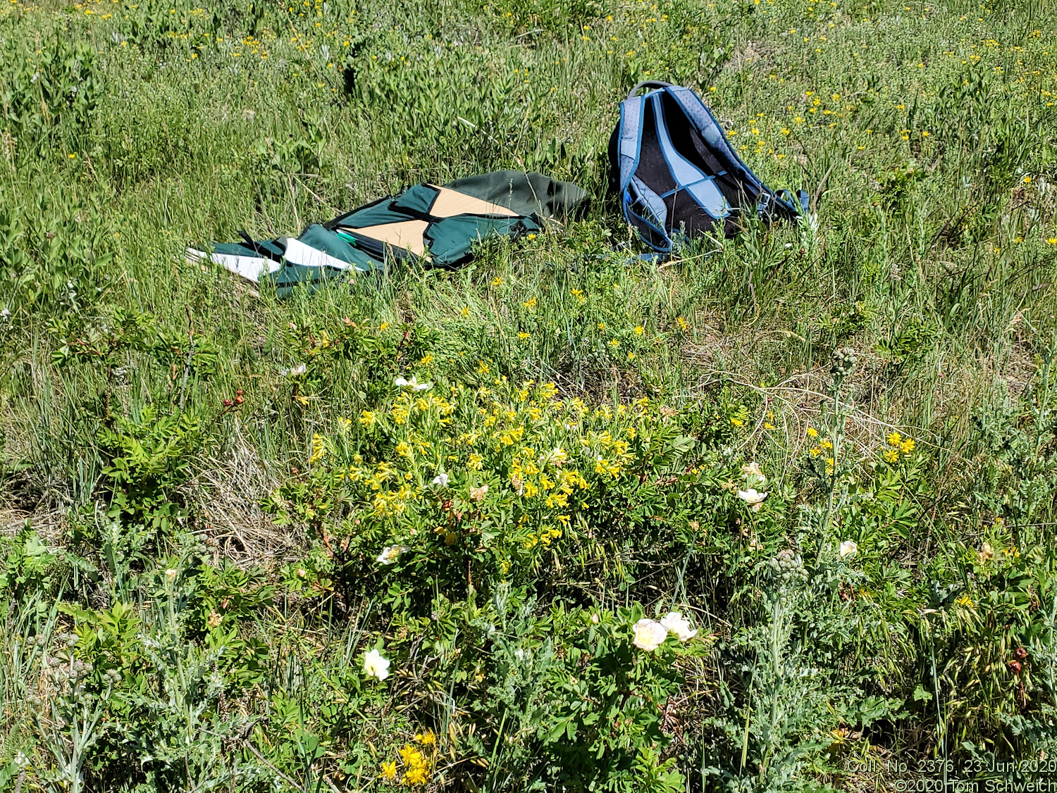 Boraginaceae Lithospermum multiflorum