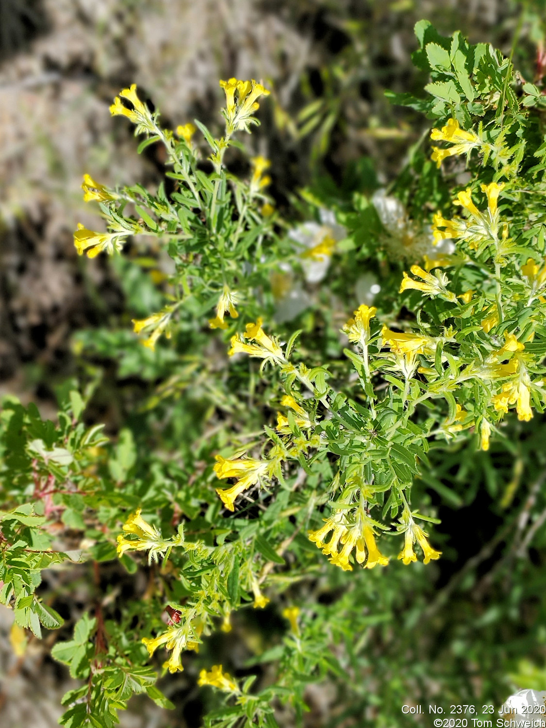 Boraginaceae Lithospermum multiflorum