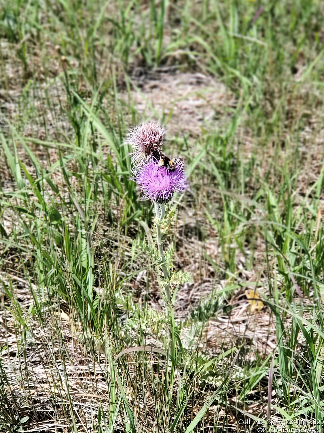 Asteraceae Cirsium undulatum