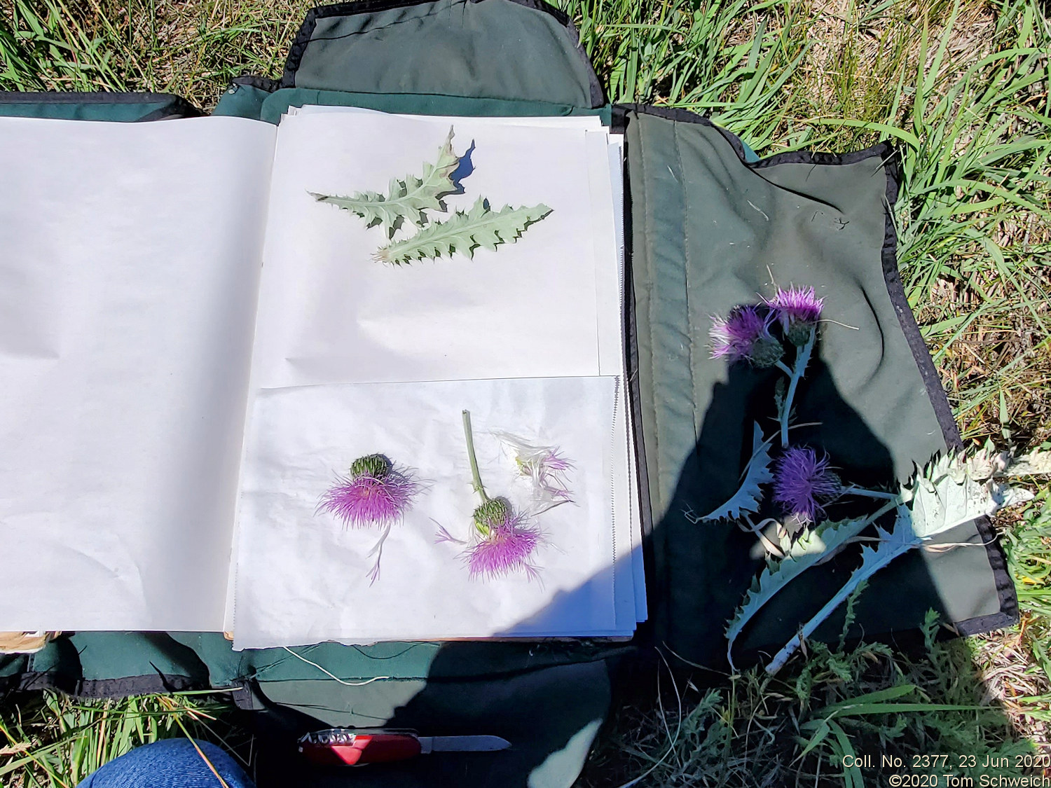 Asteraceae Cirsium undulatum