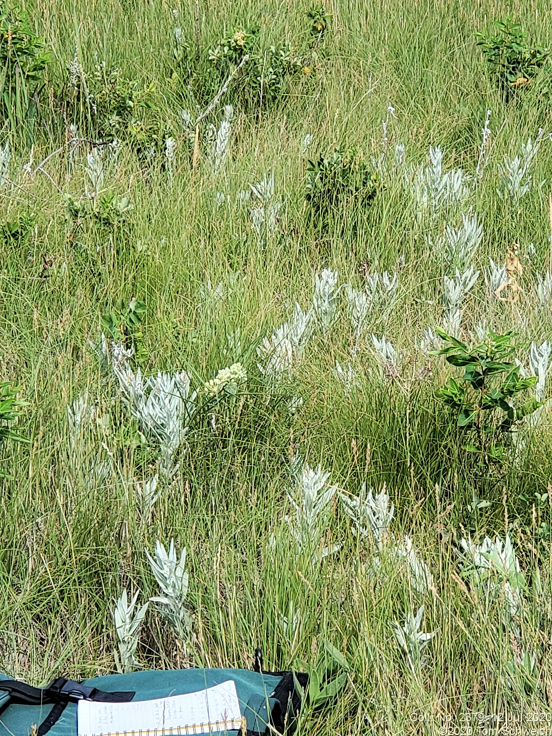 Asclepiadaceae Asclepias stenophylla