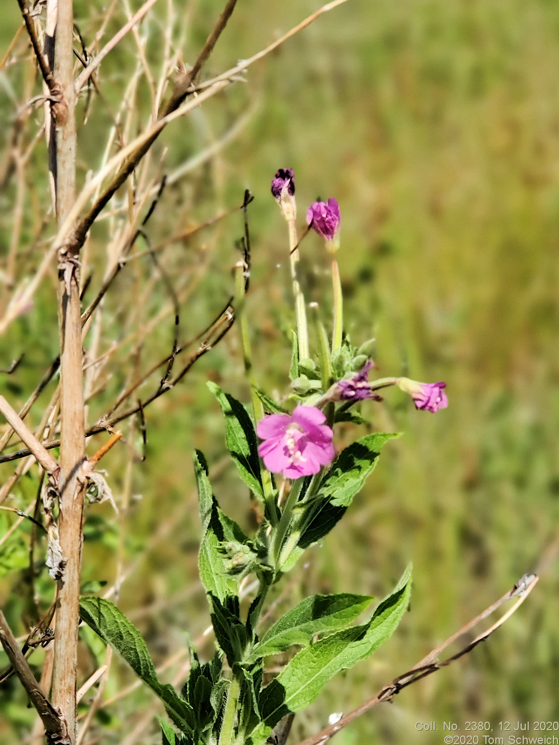 Onagraceae Epilobium hirsutum