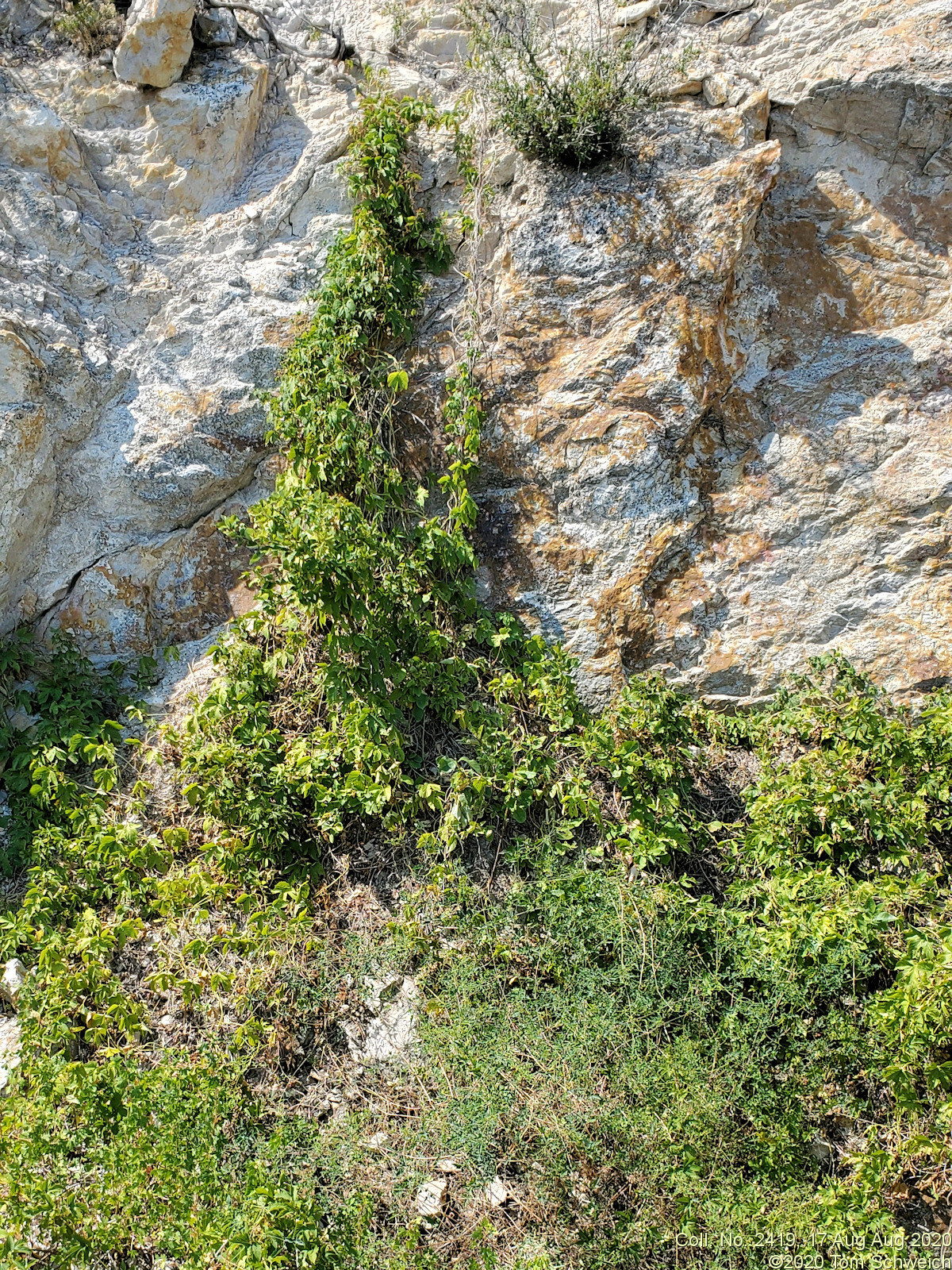 Cannabaceae Humulus lupulus