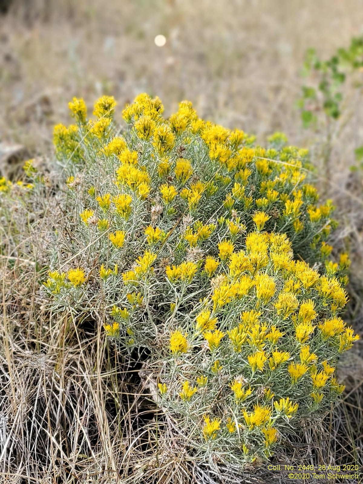 Asteraceae Ericameria nauseosa var. nauseosa