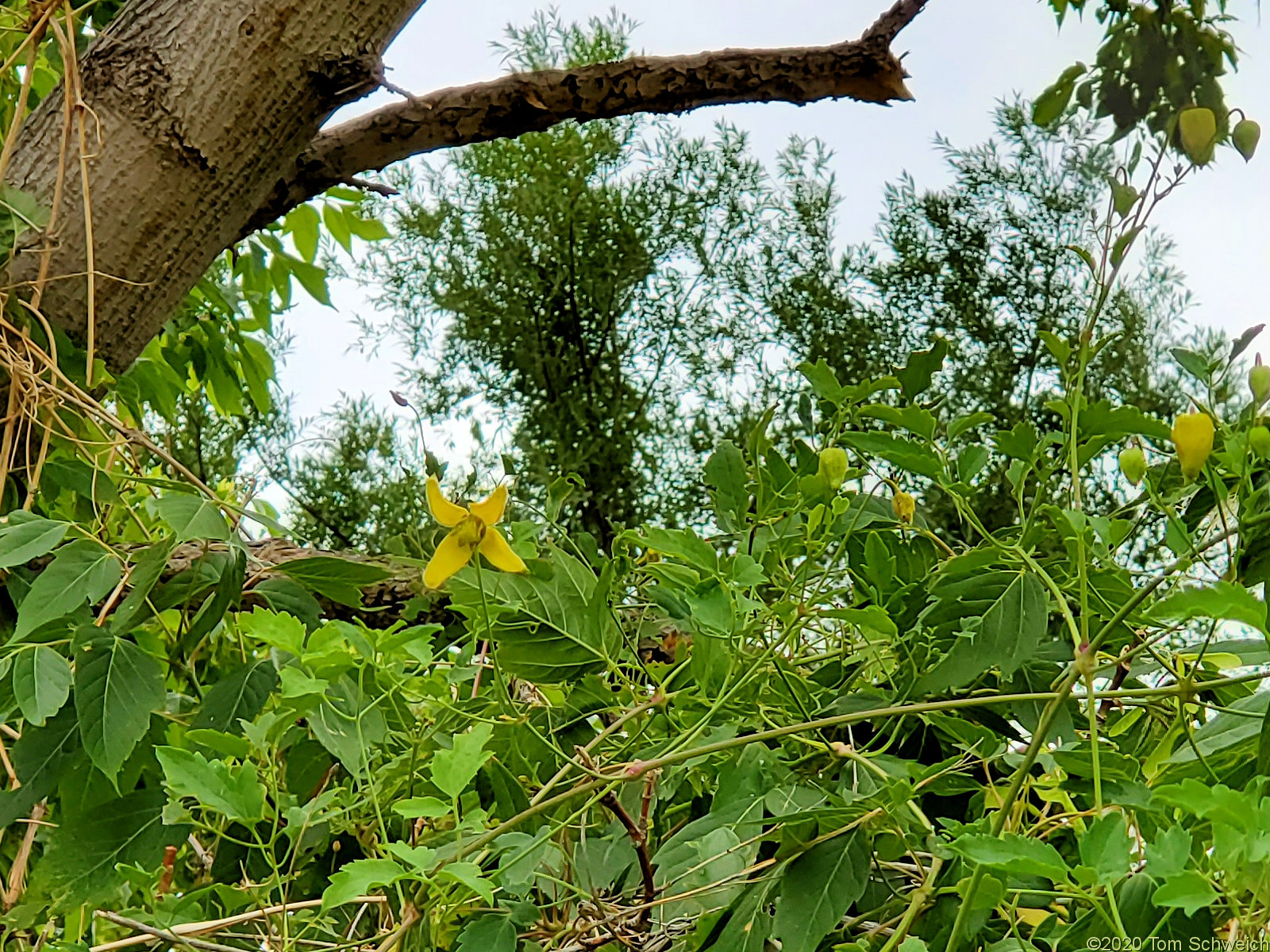 Ranunculaceae Clematis orientalis