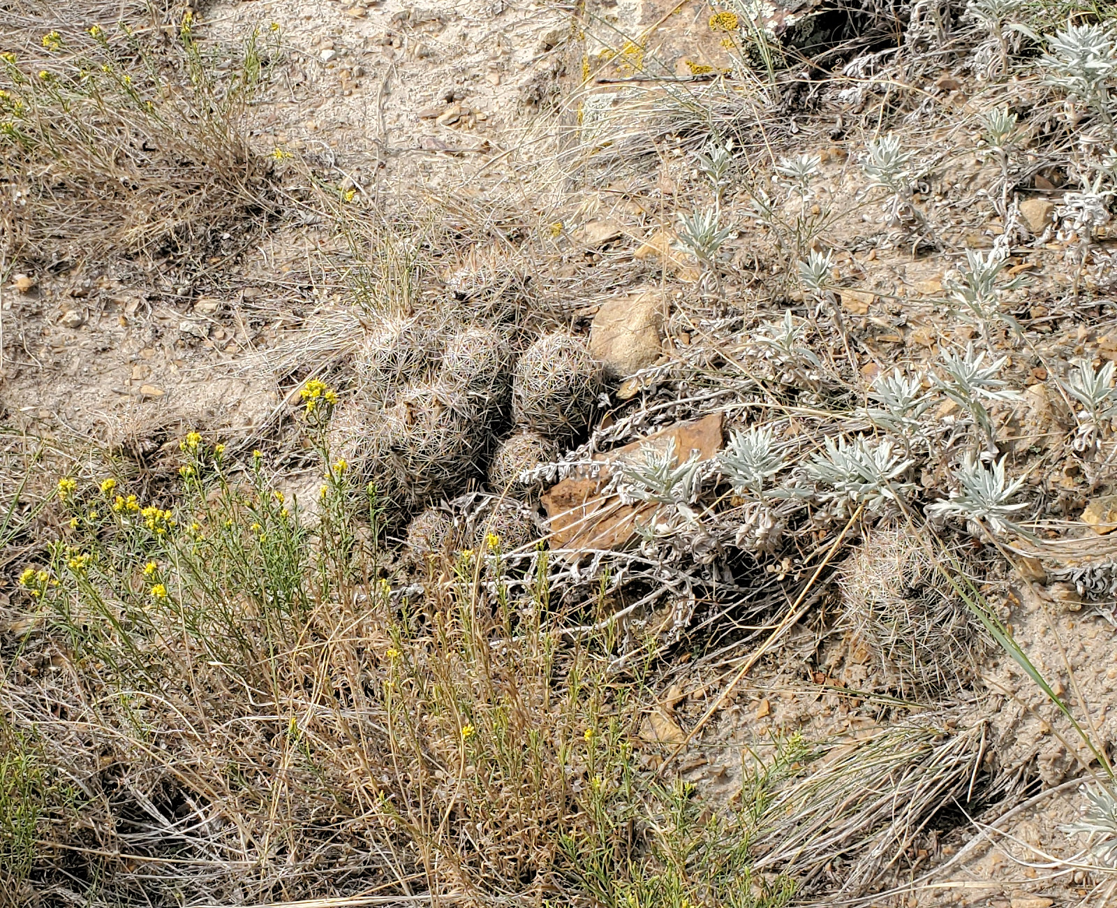 Cactaceae Escobaria vivipara