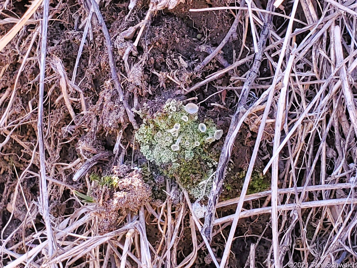 Colorado, Jefferson County, Welch Ditch