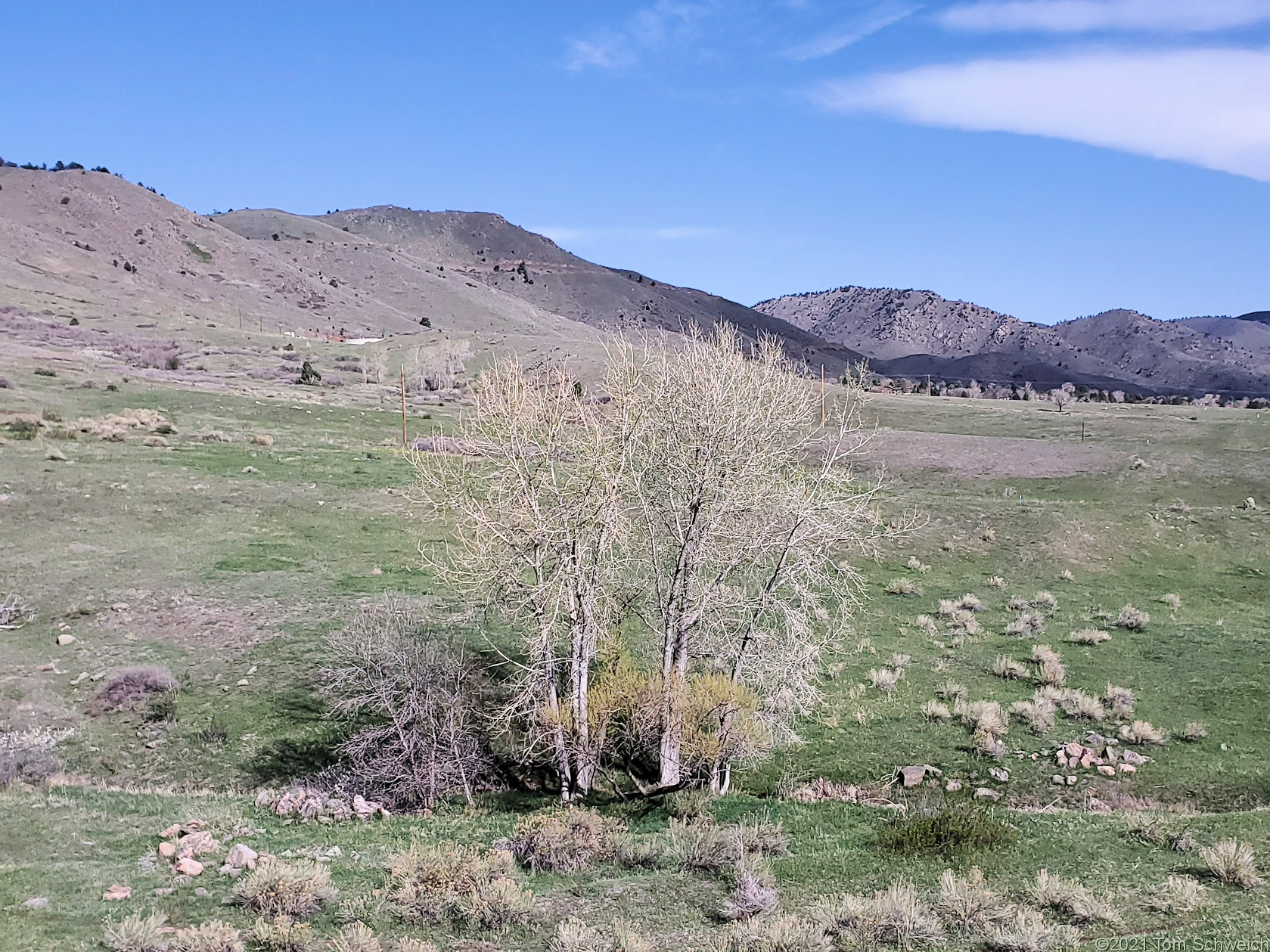 Salicaceae Salix amygdaloides