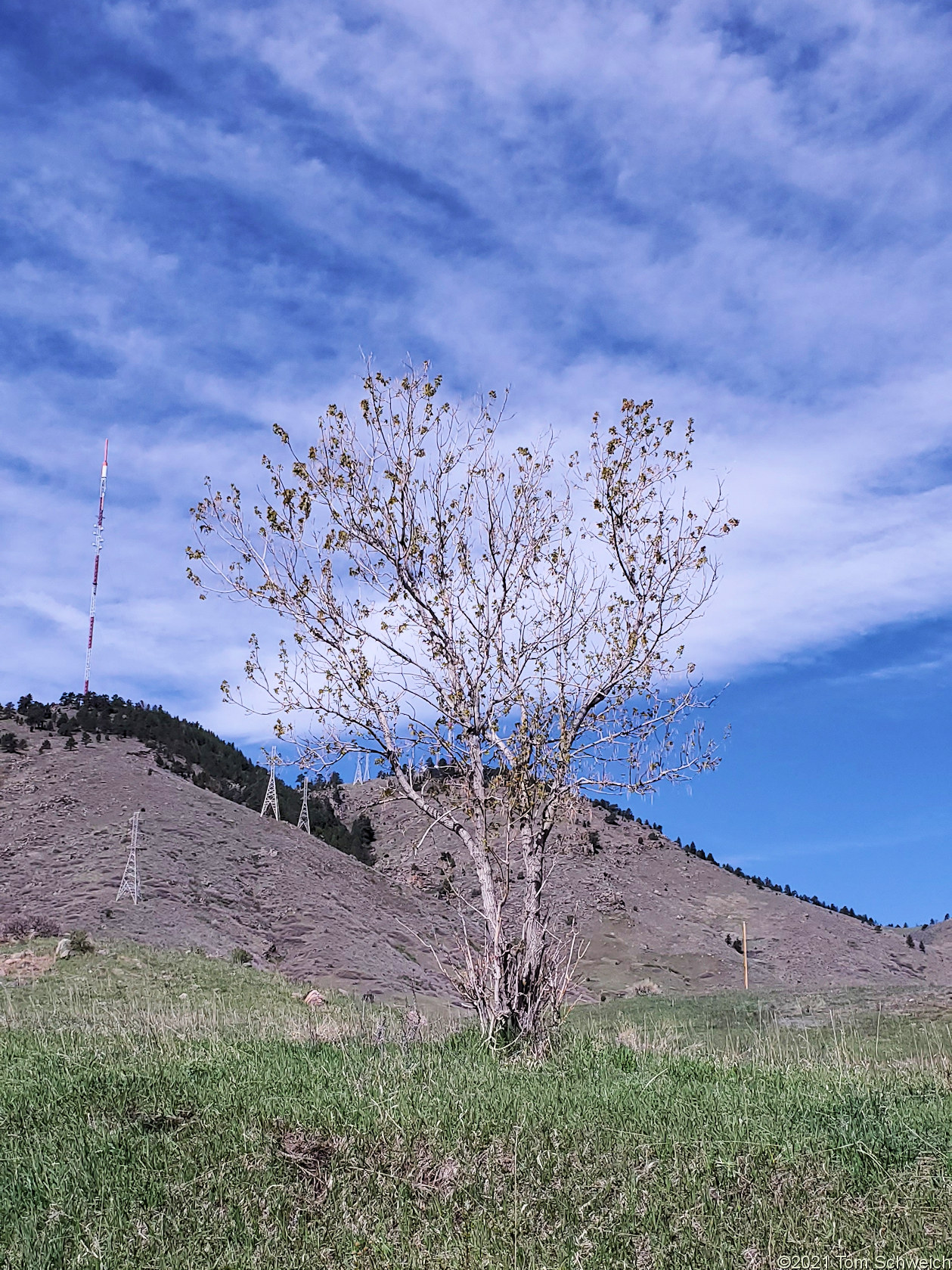 Sapindaceae Acer negundo