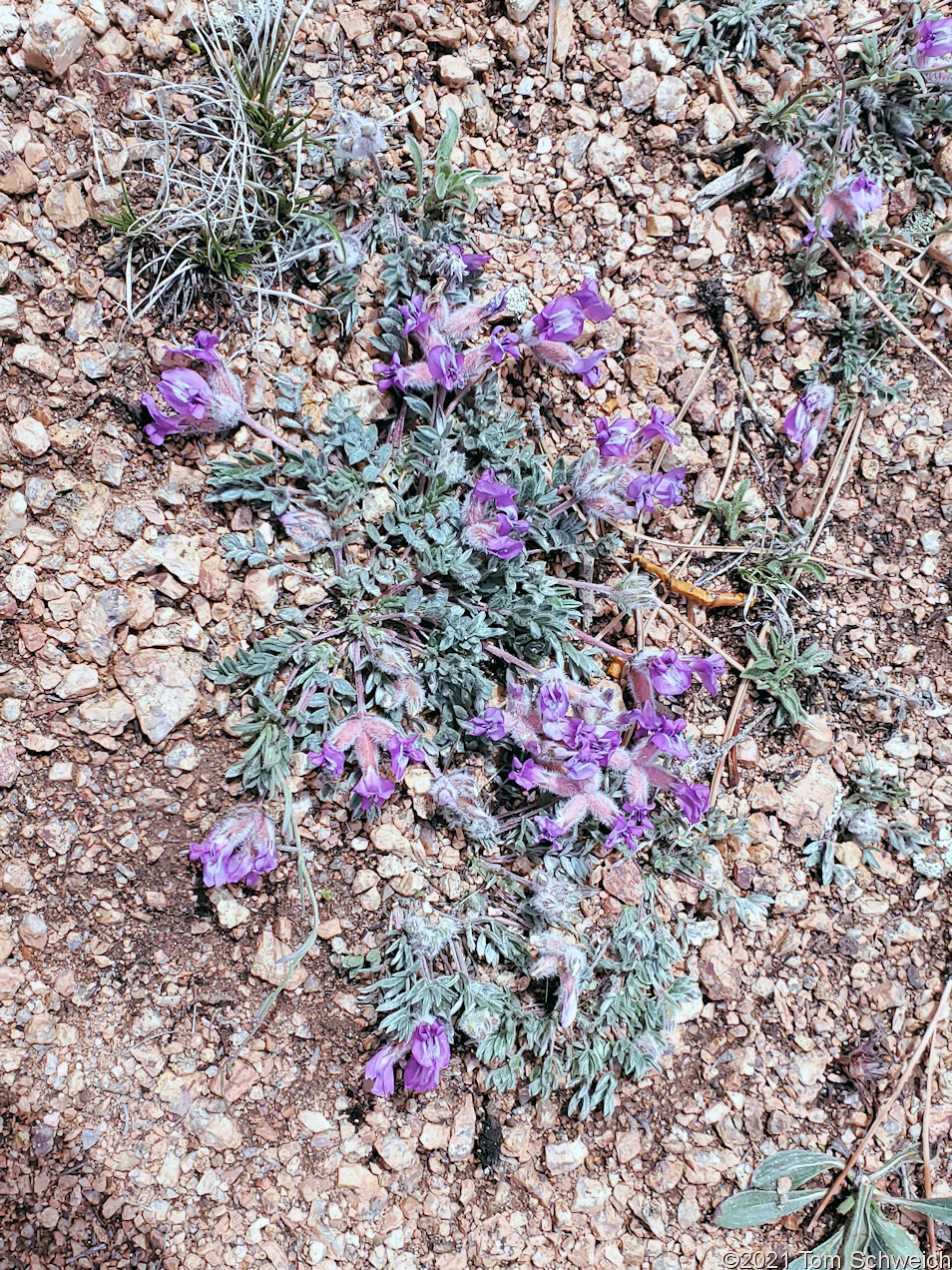 Fabaceae Oxytropis multiceps