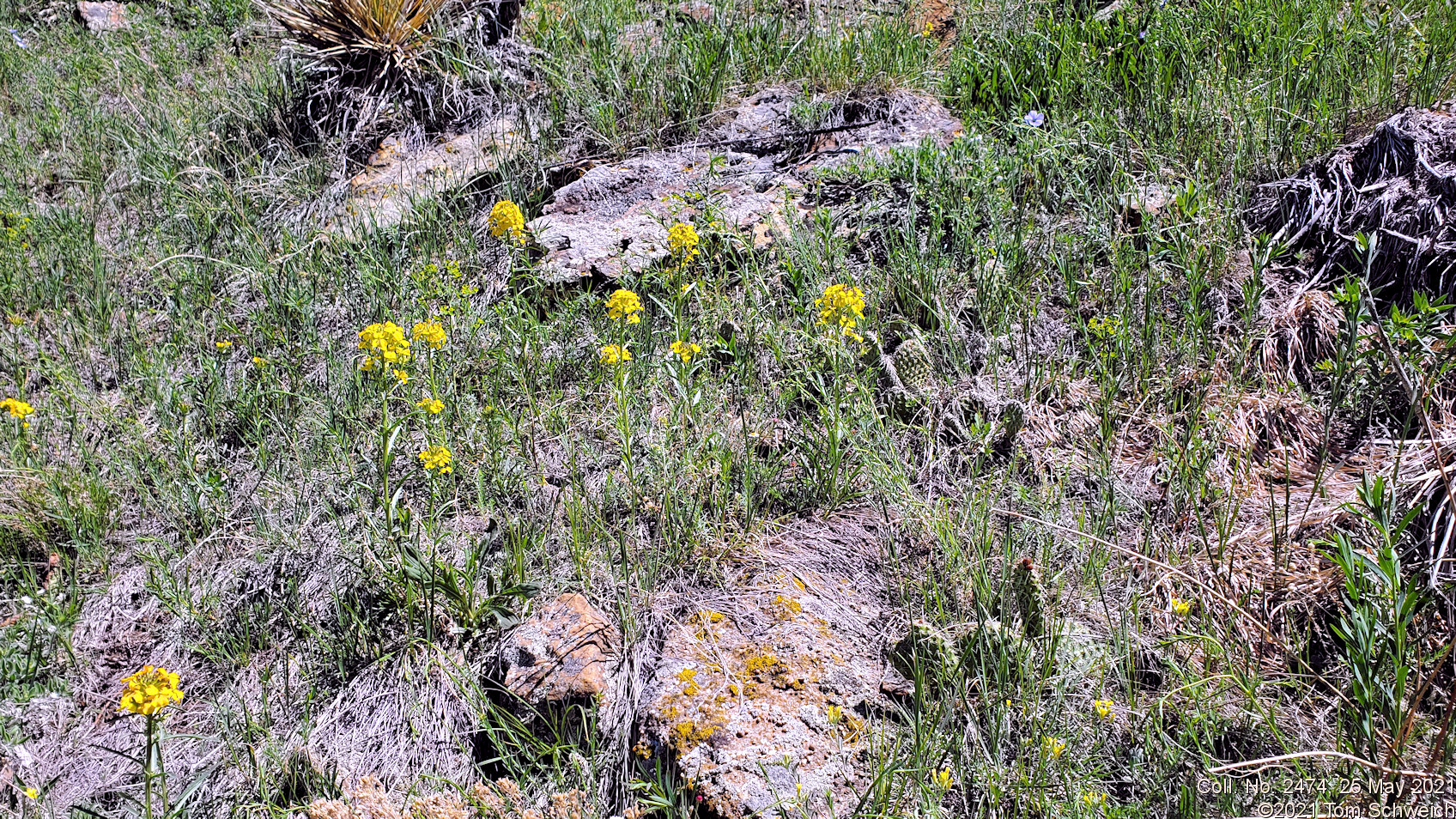 Brassicaceae Erysimum capitatum