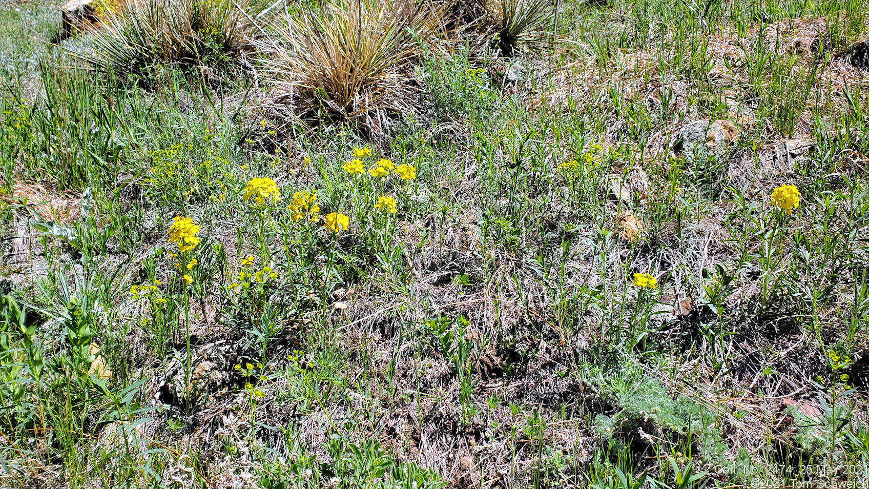 Brassicaceae Erysimum capitatum