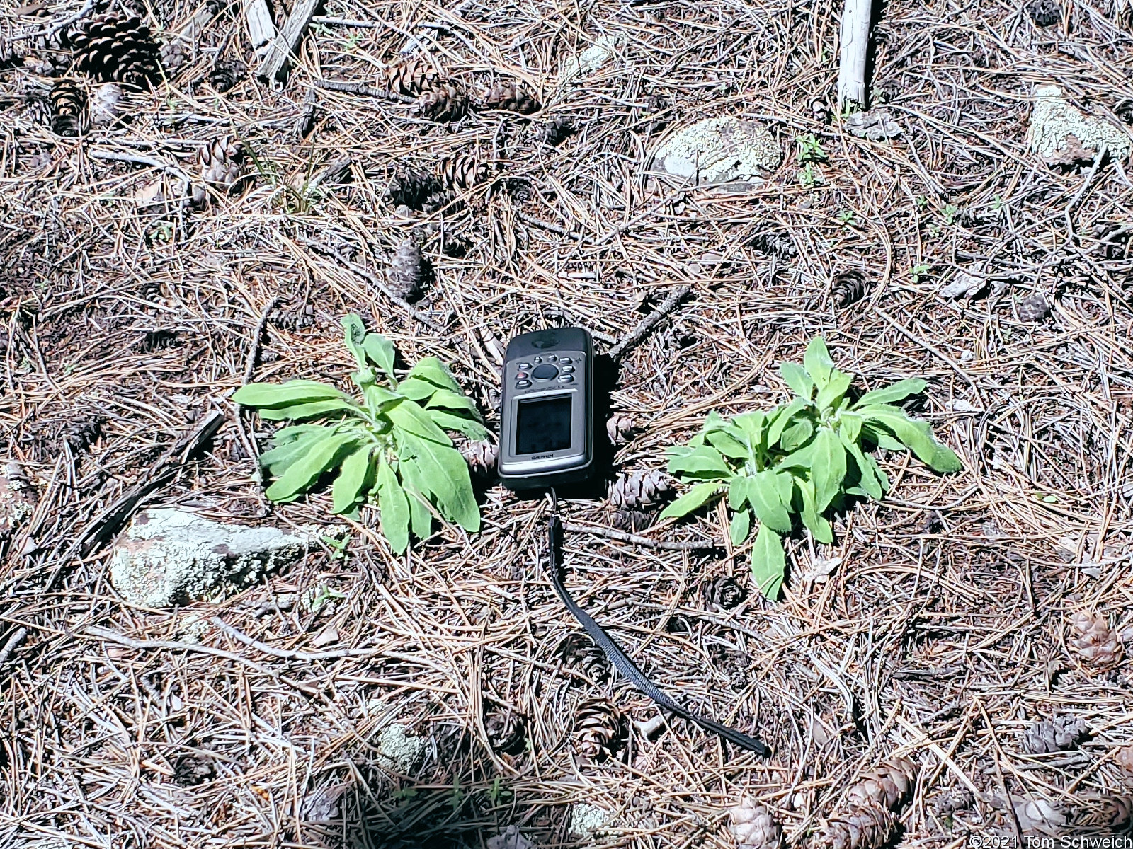 Asteraceae Hieracium albiflorum