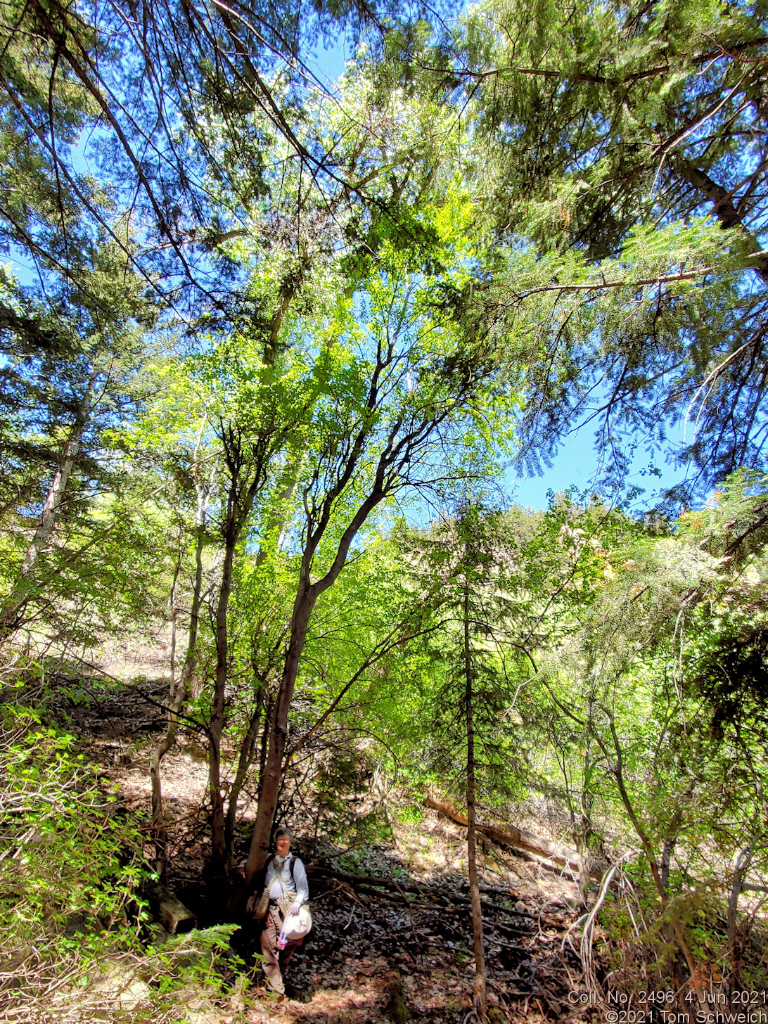 Sapindaceae Acer glabrum