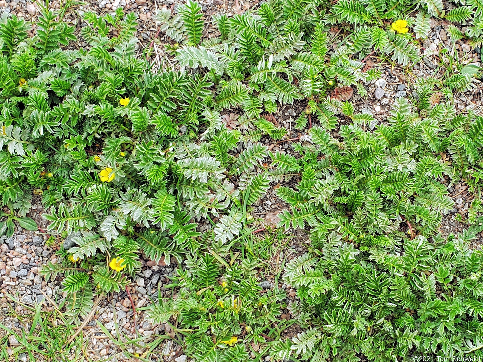 Rosaceae Potentilla anserina