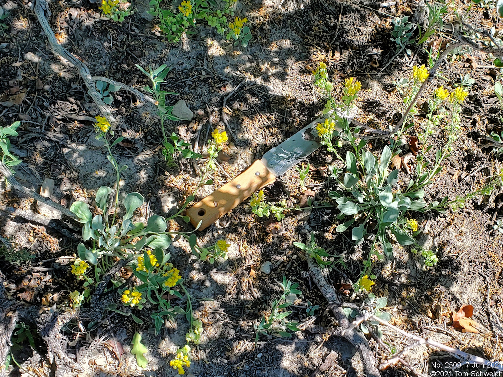 Brassicaceae, Physaria vitulifera